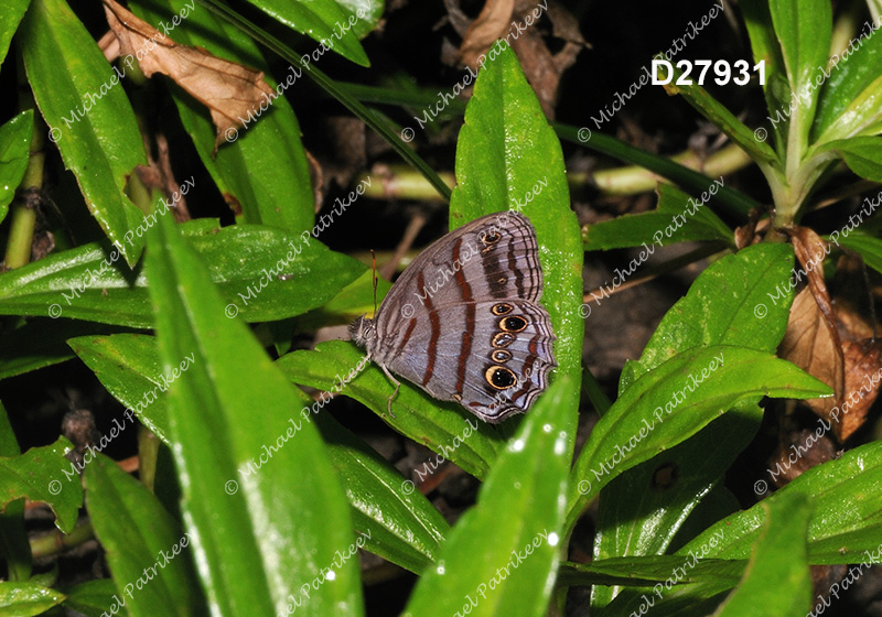 Blue-gray Satyr (Magneuptychia libye)